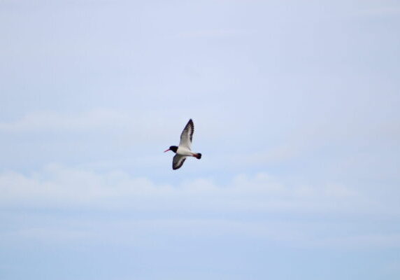 Oystercatchers by name...© KE Caldwell 2017